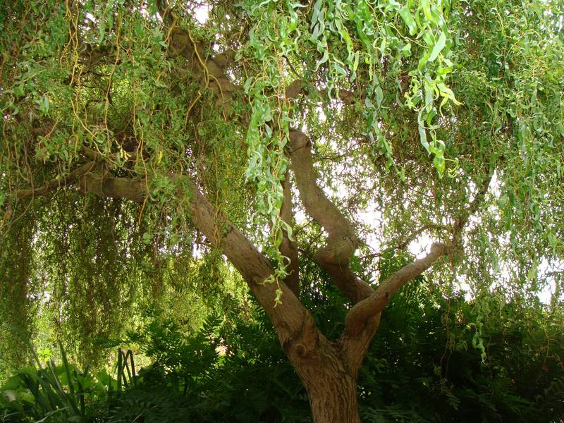 SALIX ERYTHROFLEXUOSA CLT 10 100/125