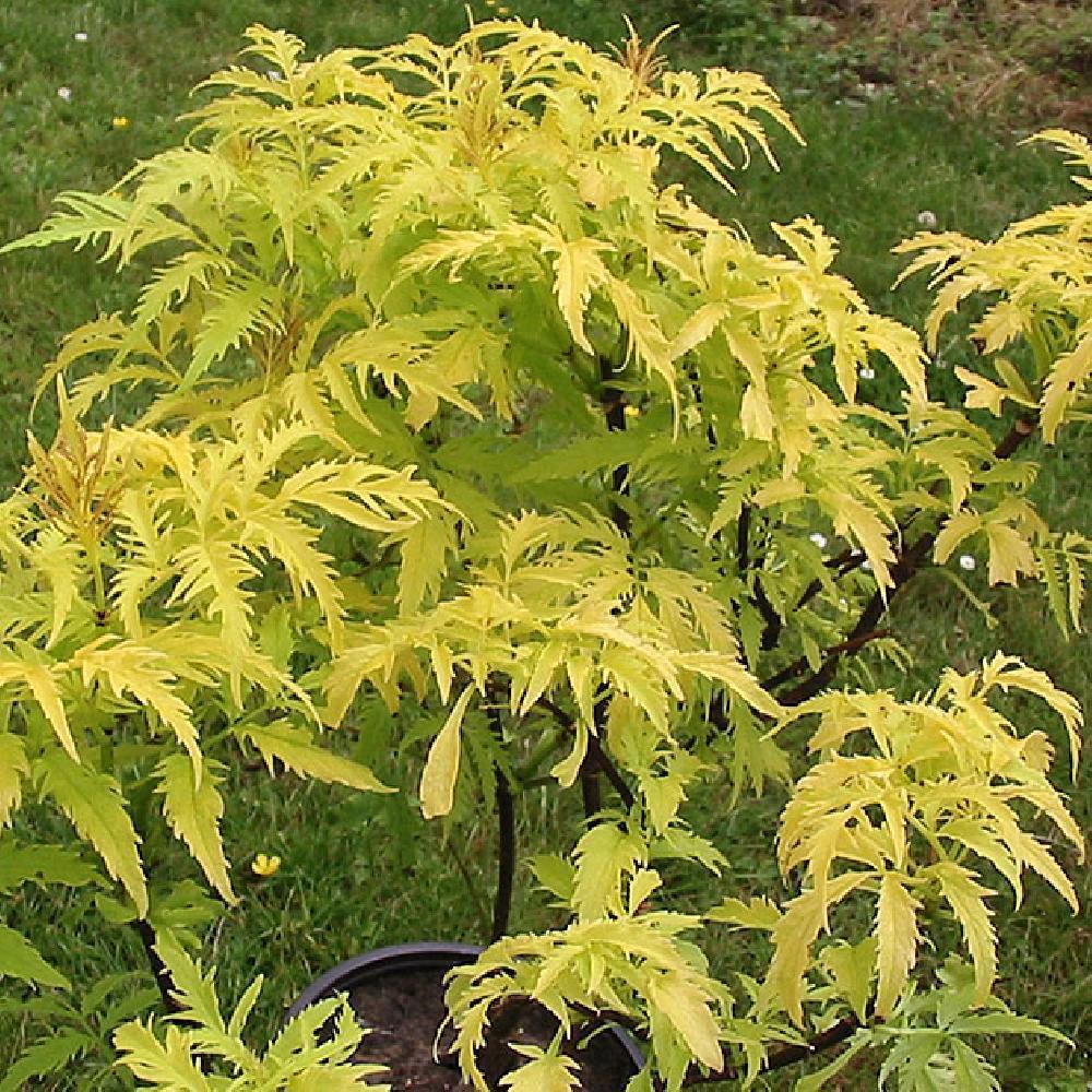 SAMBUCUS RACEMOSA SUTHERLAND GOLD CLT 10 60/80