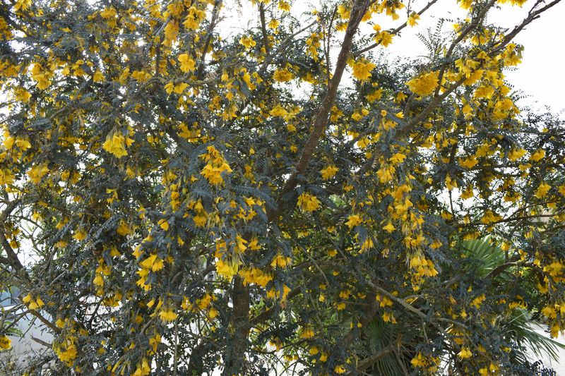 SOPHORA MICROPHYLLA SUN KING CLT 30 TIGE 8-10