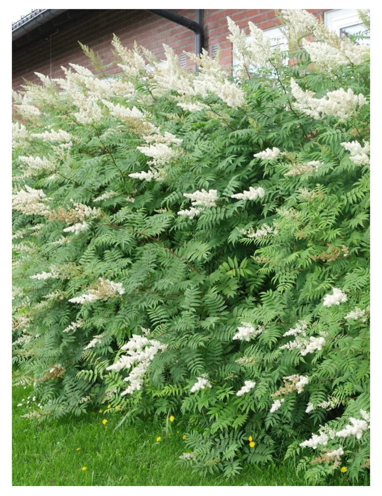 SORBARIA SORBIFOLIA CLT 10 80/100