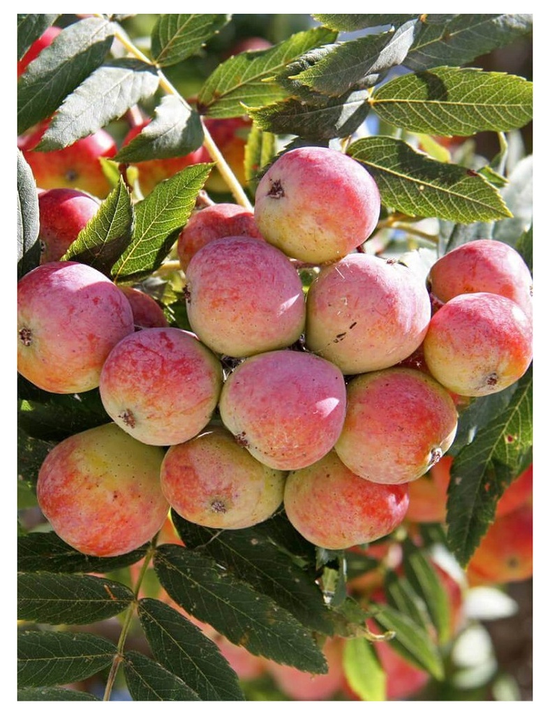 SORBUS DOMESTICA (SORBIER) CLT 10-12 DEMI TIGE 6-8