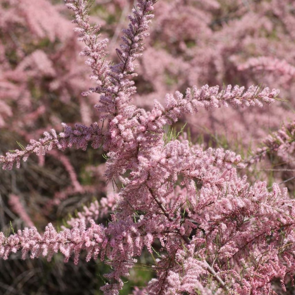 TAMARIX PARVIFLORA CLT 10 100/125