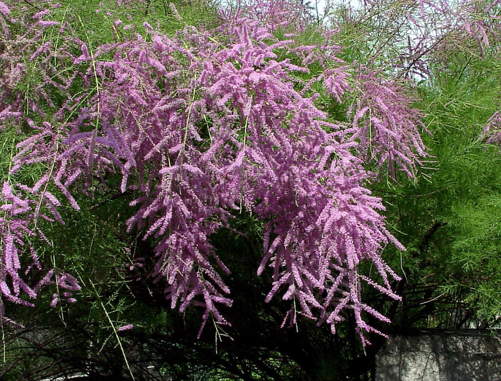 TAMARIX RAMOSISSIMA PINK CASCADE CLT 18 125/150