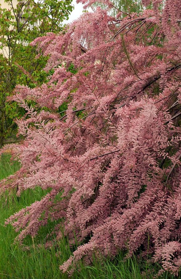 TAMARIX TETRANDRA CLT 18 125/150