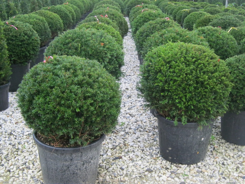 [11686] TAXUS BACCATA CLT 35 BOULE 60-70