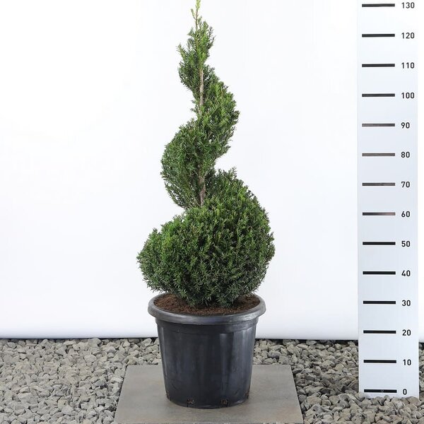 TAXUS BACCATA CLT 35 SPIRALE 100/125