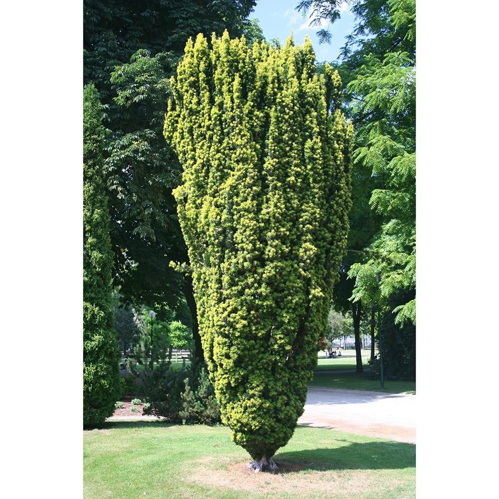 TAXUS BACCATA FASTIGIATA AUREA CLT 15 80/100