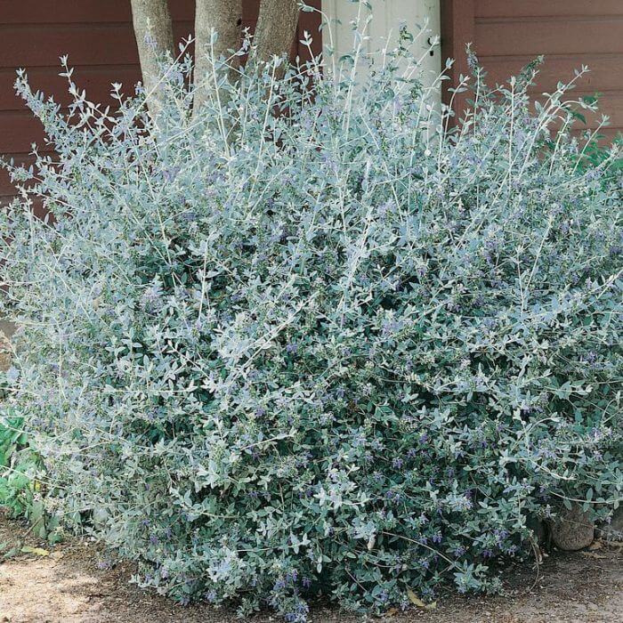 TEUCRIUM FRUTICANS CLT 30 CONE 125/150