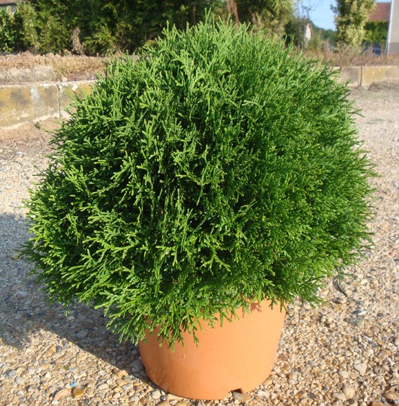 THUJA LITTLE CHAMPION CLT 3