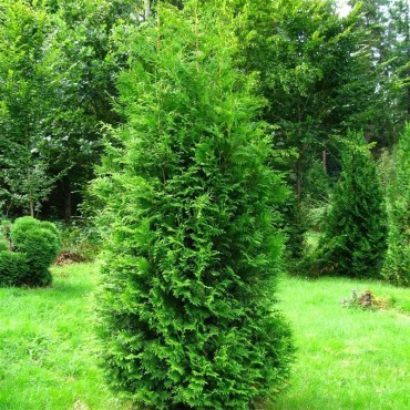 THUJA OCCIDENTALIS BRABANT CLT 110 250/300