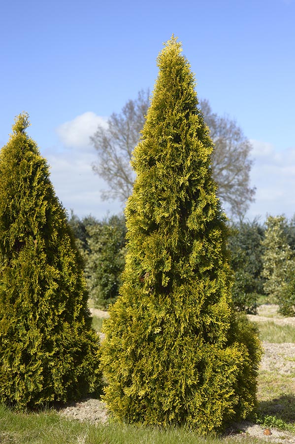 THUJA OCCIDENTALIS GOLDEN SMARAGD CLT 10 BOULE 25-30