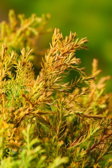 THUJA OCCIDENTALIS RHEINGOLD CLT 10 40-50