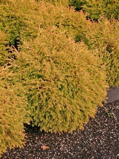 THUJA OCCIDENTALIS RHEINGOLD CLT 25 BOULE 70-80