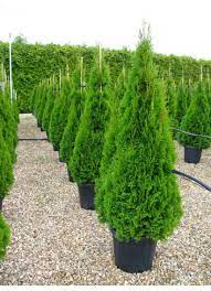 [11882] THUJA OCCIDENTALIS SMARAGD (EMERAUDE) CLT 10 QUART TIGE