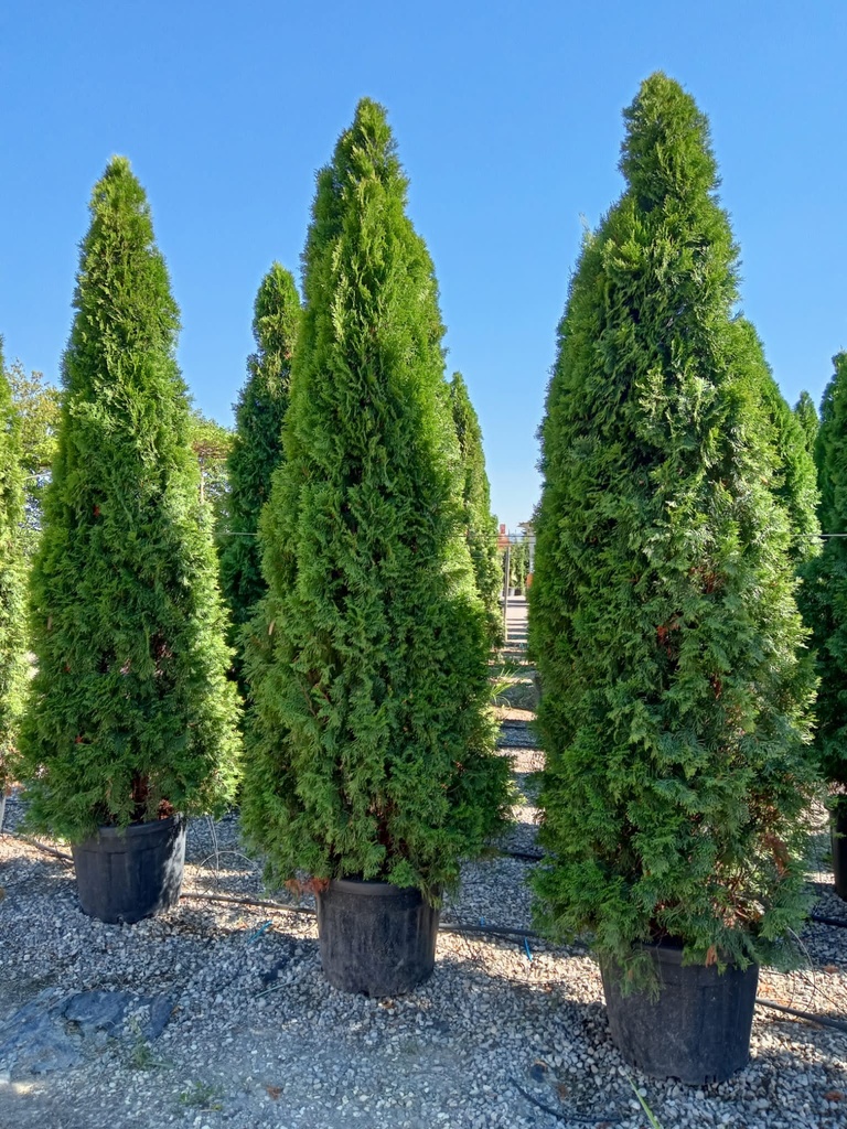 THUJA OCCIDENTALIS SMARAGD (EMERAUDE) CLT 10 3 BOULES 80/100