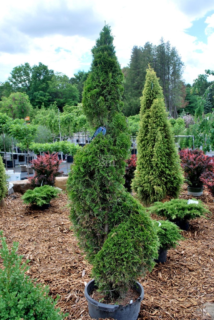 THUJA OCCIDENTALIS SMARAGD (EMERAUDE) CLT 10 MINI SPIRALE 80/100