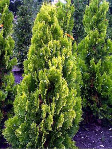 THUJA OR. PYRAMIDALIS AUREA CLT 25 2 TRONCS 2 BOULES 125/150