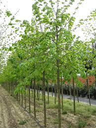 TILIA PLATYPHYLLOS CLT 130 TIGE 18-20