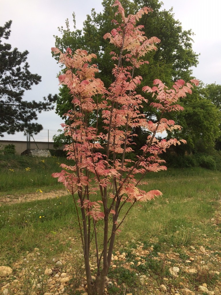 TOONA CHINENSIS MG TIGE 10-12