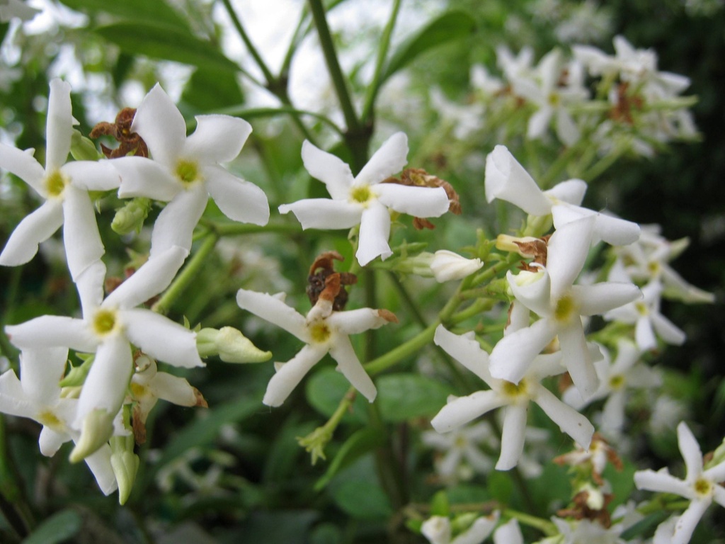 [12106] TRACHELOSPERMUM (RHYNCOSPERMUM) JASMINOIDES CLT 18 PALISSEE 80X50
