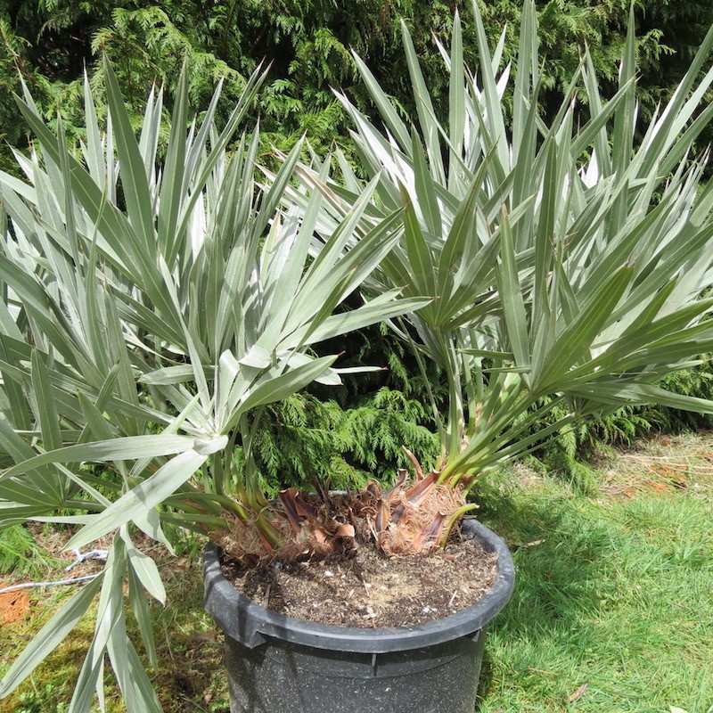 TRITHRINAX CAMPESTRIS CLT 25 40/60