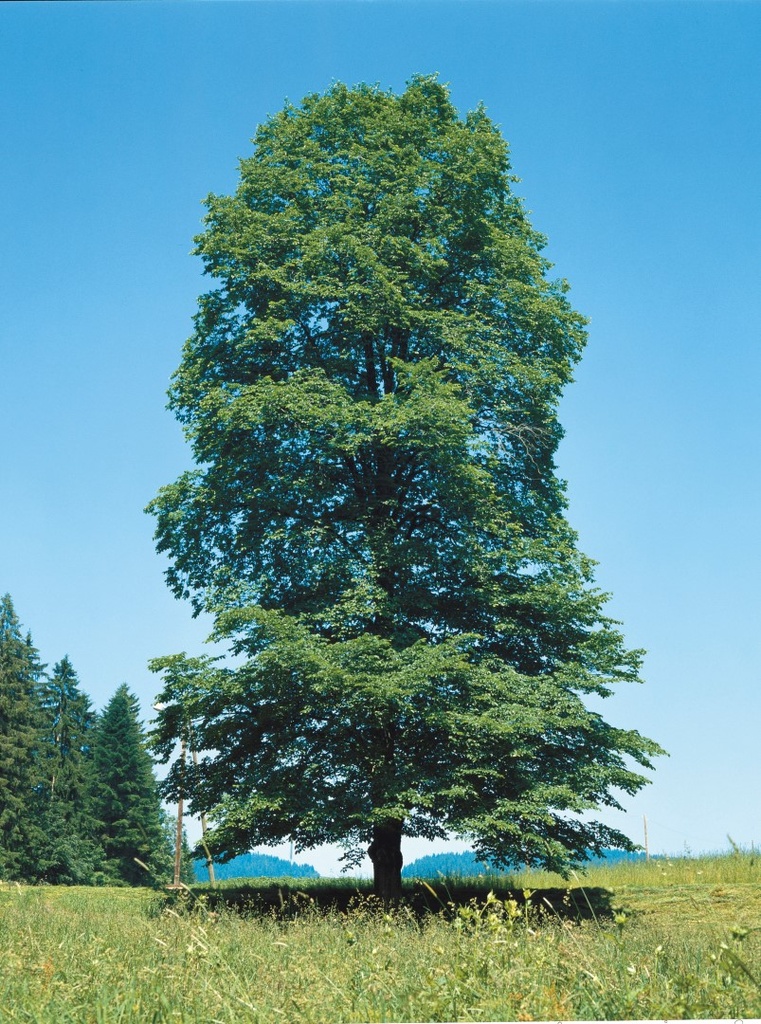 ULMUS GLABRA GLOBOSA CLT 130 TIGE 30-35