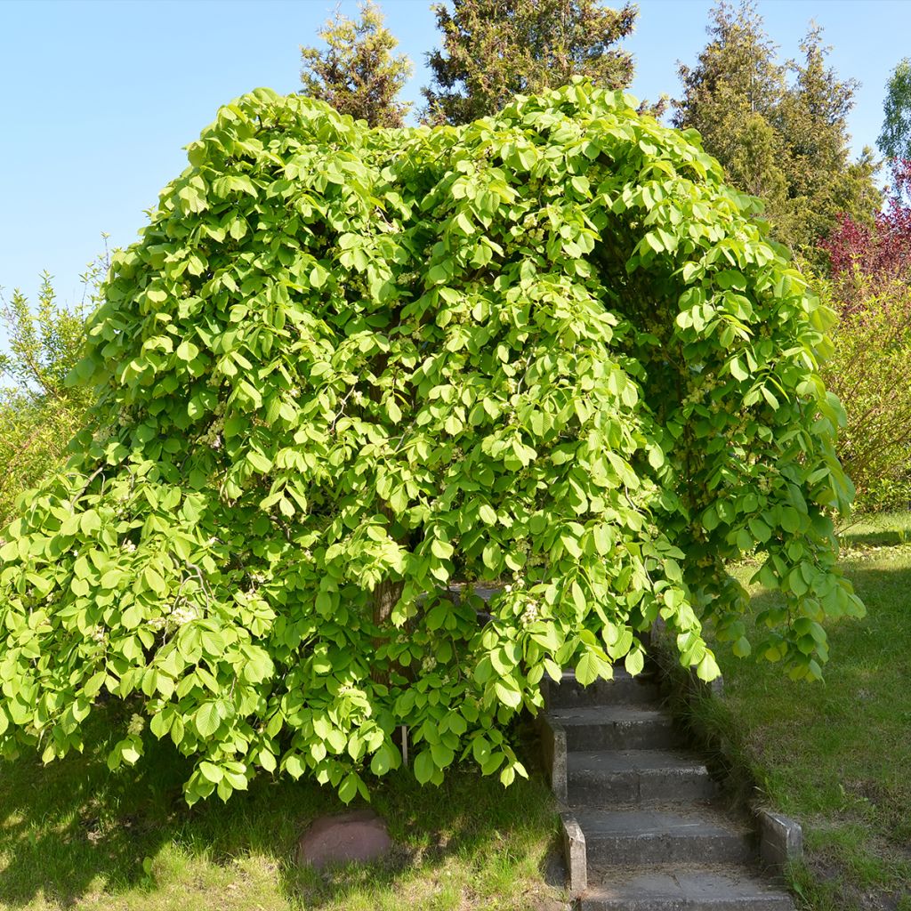 ULMUS GLABRA PENDULA CLT 45 TIGE 12-14