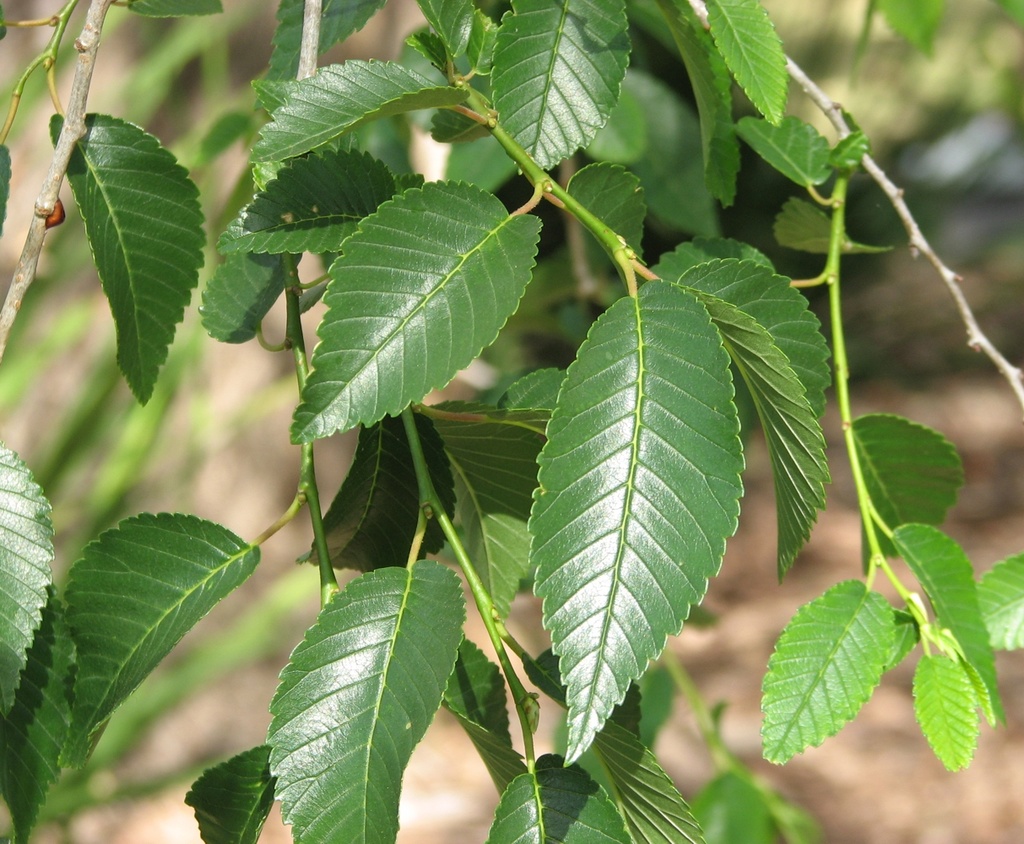 ULMUS PUMILA CLT 45 TIGE 10-12
