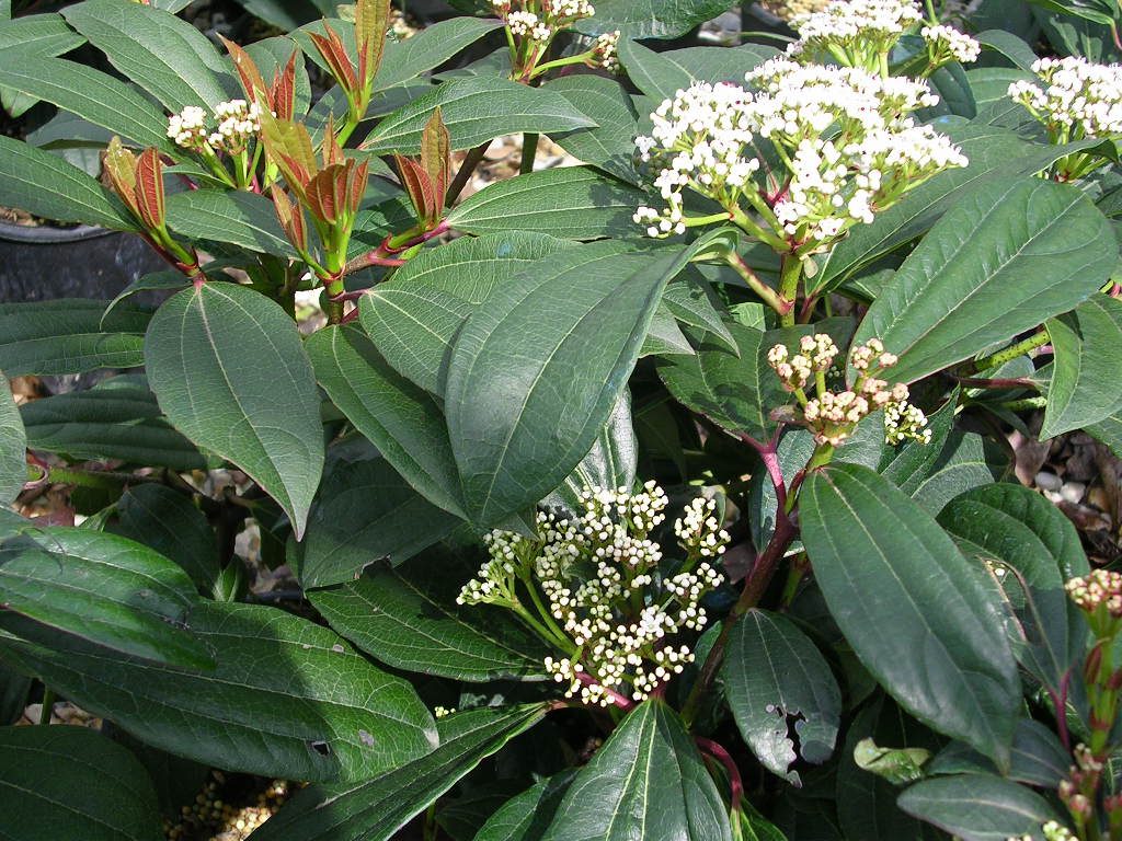 VIBURNUM DAVIDII CLT 10 40/60