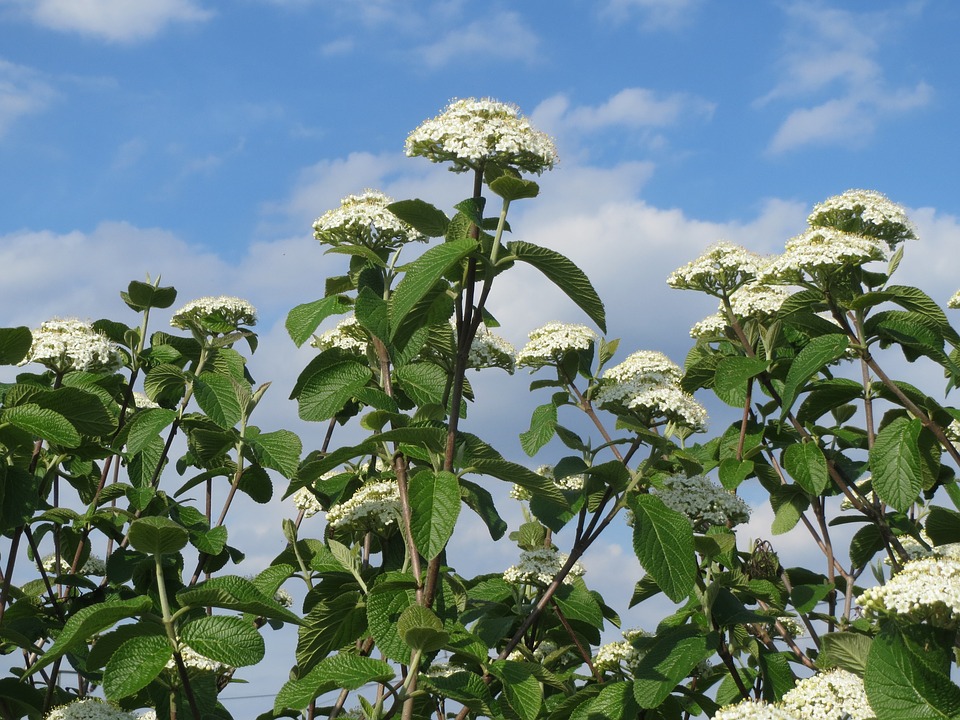 [12288] VIBURNUM LANTANA CLT 30 175/200