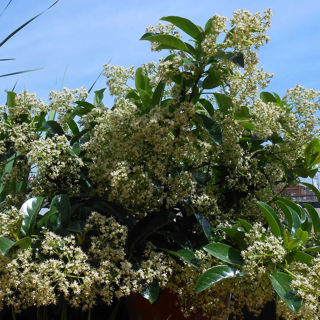 VIBURNUM LUCIDUM CLT 130-160 TIGE 18-20