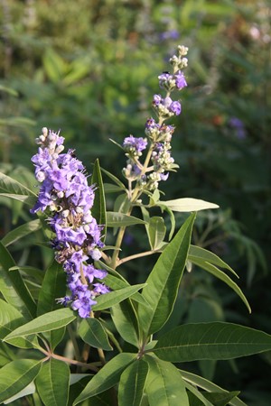 VITEX AGNUS-CASTUS CLT 10 80/100