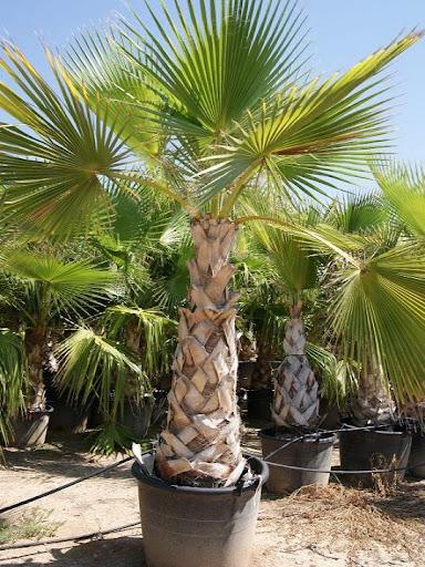 [12467] WASHINGTONIA ROBUSTA CLT 15 100/125