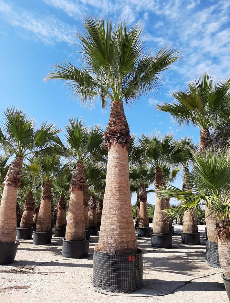 [12464] WASHINGTONIA ROBUSTA CLT 1000 TRONC T550/600