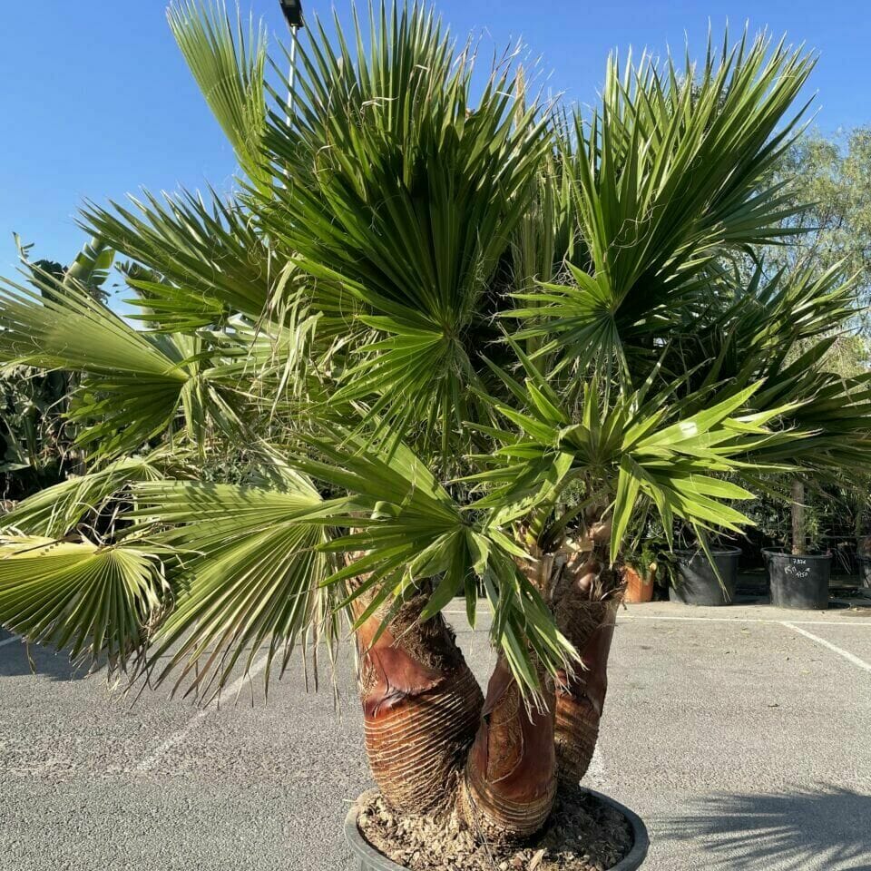 [12458] WASHINGTONIA ROBUSTA AIR POT CEPEE 3 TRONCS T400/450