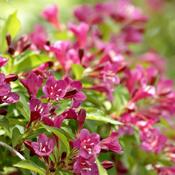 [12544] WEIGELIA LE PRINTEMPS CLT 10 80/100