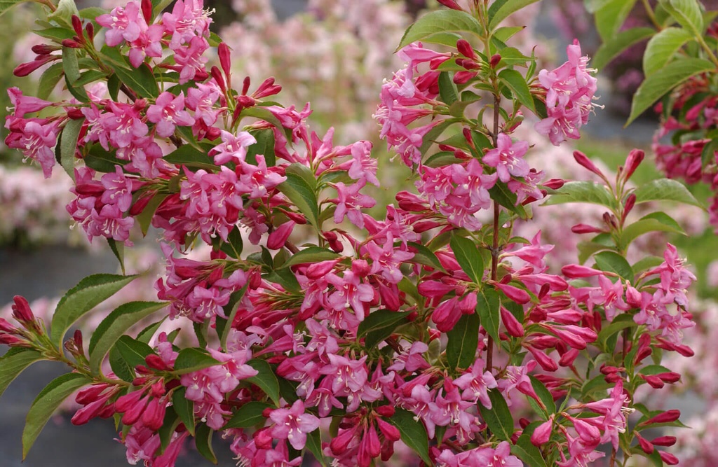 [12549] WEIGELIA STELZNERI CLT 18 100/125