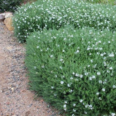 [12552] WESTRINGIA FRUTICOSA CLT 10 40-50