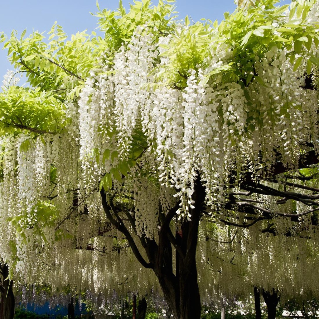 [12561] WISTERIA BRACHYBOTRYS SHIRO KAPITAN FUJI CLT 18 300/350