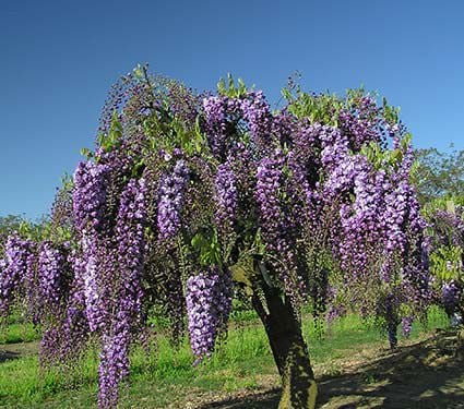WISTERIA FLORIBUNDA BLACK DRAGON CLT 18 300/350