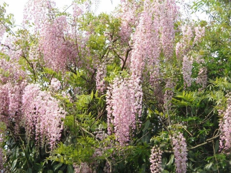 [12564] WISTERIA FLORIBUNDA ROSEA CLT 18 300/350