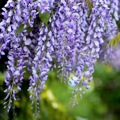 WISTERIA FLORIBUNDA VIOLACEA PLENA CLT 10 250/300