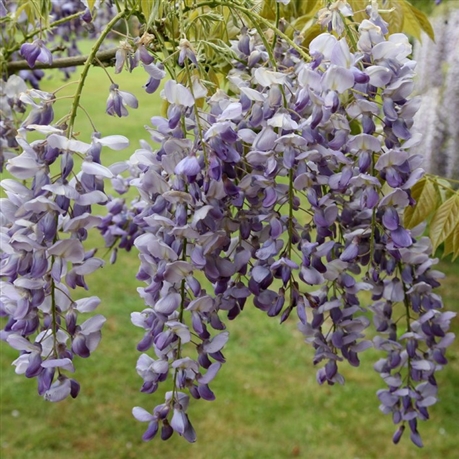 WISTERIA SINENSIS CLT 25 TIGE 6-8