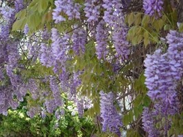 [12571] WISTERIA SINENSIS CLT 10 QUART TIGE