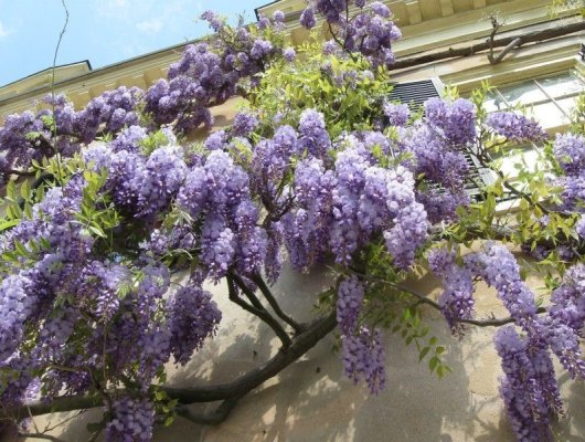 WISTERIA SINENSIS CLT 18 GRIMPANTE 300/350