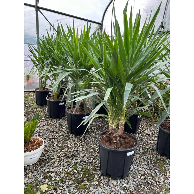 [12592] YUCCA ELEPHANTIPES CLT 35 CEPEE 125/150