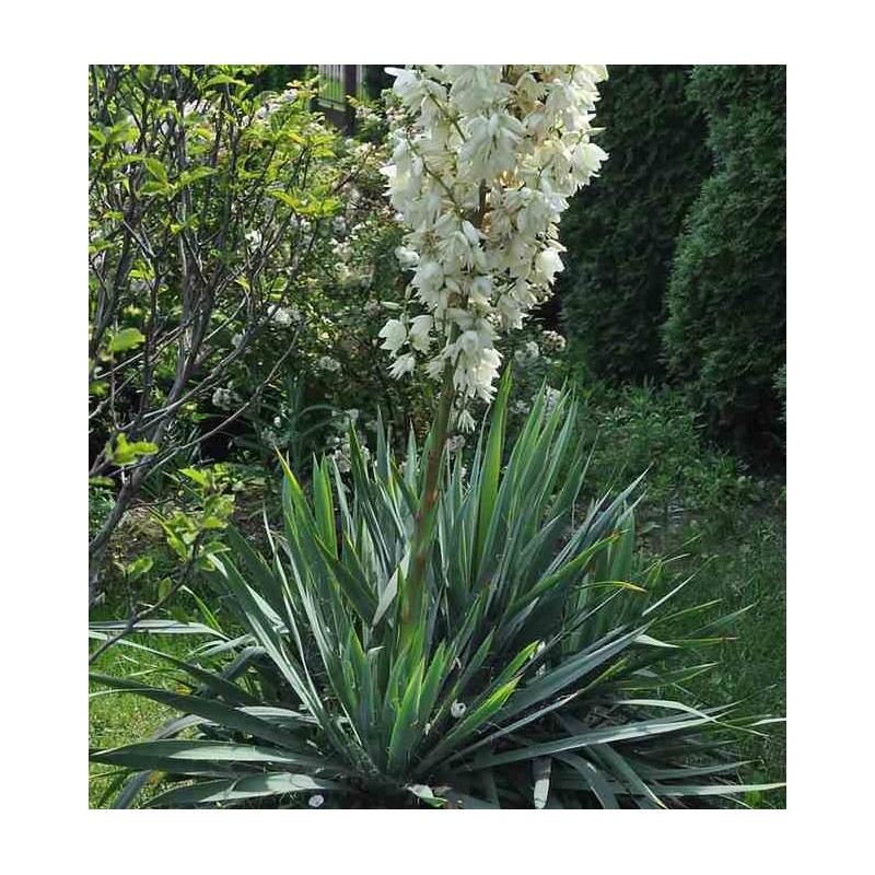 [12595] YUCCA FILAMENTOSA BRIGHT EDGE CLT 10 40/60