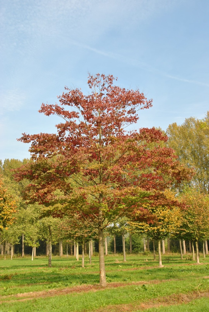 ZELKOVA SERRATA CLT 55 TIGE 10-12