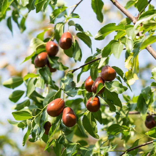[12666] ZIZIPHUS JUJUBA (JUJUBIER) CLT 160 RAMIFIE 450/500