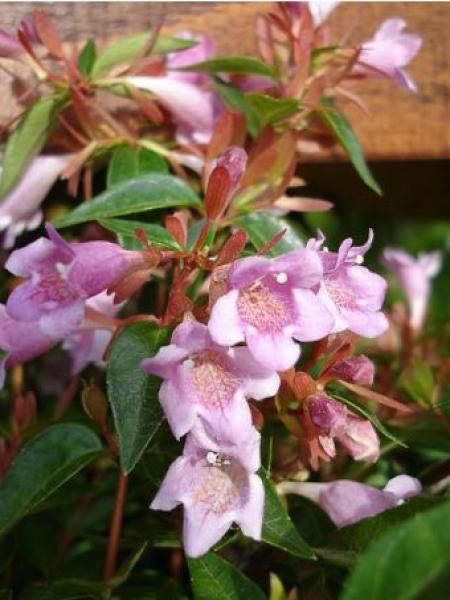 [0006] ABELIA EDWARD GOUCHER CLT 10 40/60